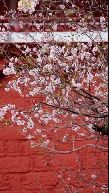 帕邦喀桃花笺